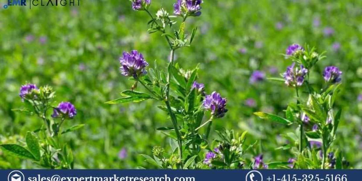 Unveiling the Lucrative Saudi Arabia Alfalfa Market: Trends, Growth, and Future Outlook