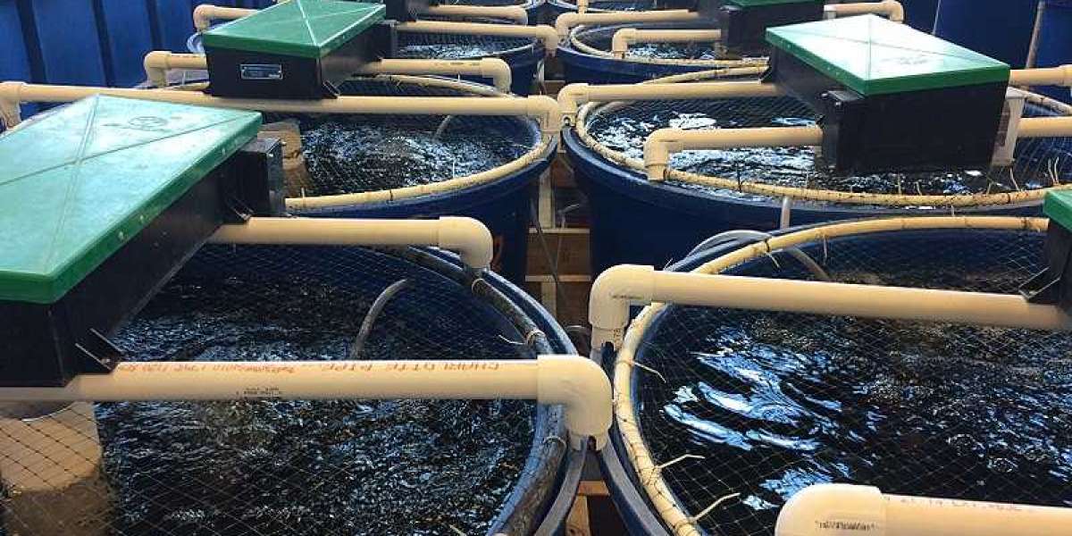 Ras Aquaculture Market To Increase At Steady Growth Rate Till 2032